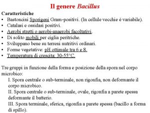 Il genere Bacillus Caratteristiche Bastoncini Sporigeni Grampositivi In