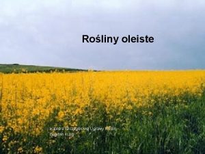 Mak to roślina oleista czy włóknista