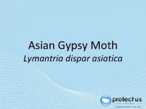 Gypsy moth form pdf