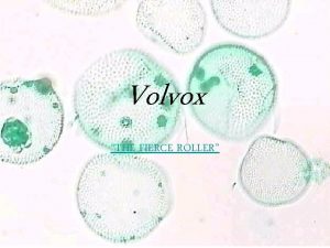 Volvox THE FIERCE ROLLER Why do they interest