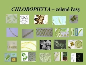CHLOROPHYTA zelen asy CHLOROPHYTA zelen asy Barviva chlorofyl