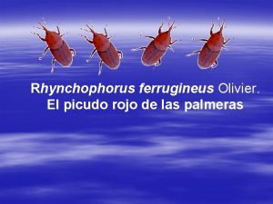 Rhynchophorus ferrugineus Olivier El picudo rojo de las
