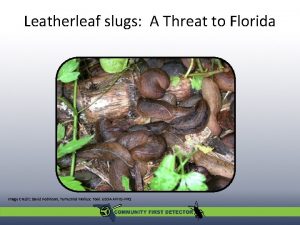Florida leatherleaf slug