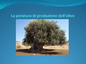 La potatura di produzione dellolivo Scopo della potatura