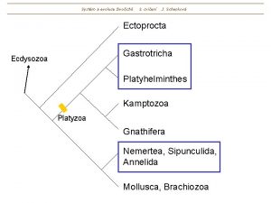 Systm a evoluce ivoich 3 cvien J Schenkov