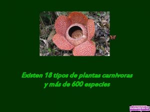 Existen 18 tipos de plantas carnivoras y ms