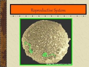 Reproductive System Reproductive System The Reproductive System unlike