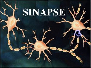 Sinapses quimicas