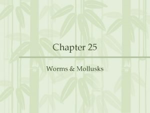 Chapter 25 Worms Mollusks 25 1 FLATWORMS Flatworms