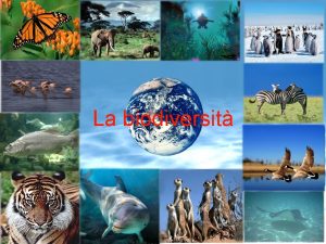 La biodiversit Specie sulla terra 1 2 milioni