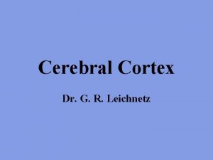 Cerebral Cortex Dr G R Leichnetz Central sulcus