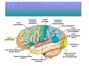 Strati corteccia cerebrale