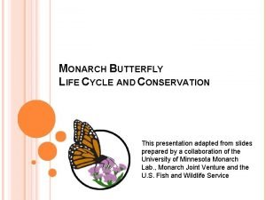 MONARCH BUTTERFLY LIFE CYCLE AND CONSERVATION This presentation