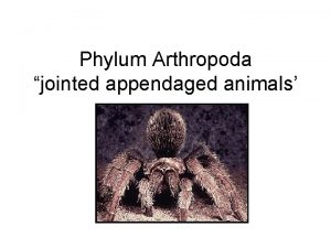 Phylum Arthropoda jointed appendaged animals Arthropods Phylum Arthropoda