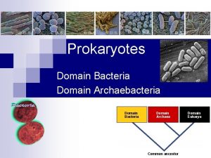 Prokaryotes Domain Bacteria Domain Archaebacteria Domain Bacteria Domain Prokaryotes Domain Bacteria Domain Archaebacteria Domain Bacteria Domain