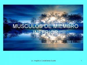 Músculos del miembro inferior