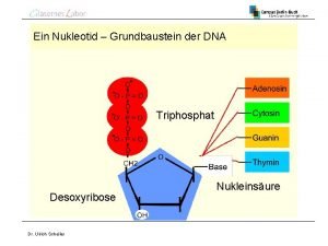 Ein Nukleotid Grundbaustein der DNA Triphosphat Desoxyribose Dr