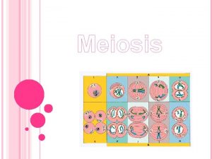 Meiosis Meiosis Diploteno Diacinesis Profase II Profase I