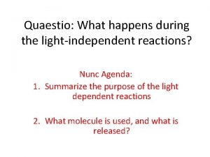 Quaestio What happens during the lightindependent reactions Nunc