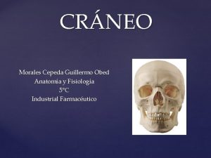 CRNEO Morales Cepeda Guillermo Obed Anatoma y Fisiologa