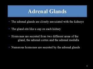 Adrenal Glands The adrenal glands are closely associated