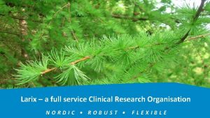 Larix cro