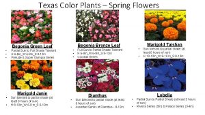 Texas color plants