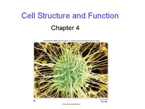 Cell Structure and Function Chapter 4 Cell Theory