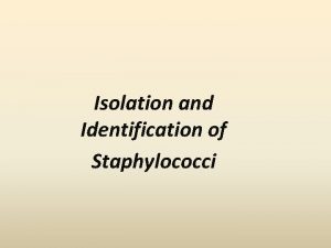 Isolation and Identification of Staphylococci Gram Stain Gram