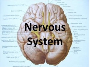 Nervous System Parts of Nervous System Central Nervous