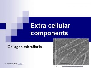 Extra cellular components Collagen microfibrils 2016 Paul Billiet