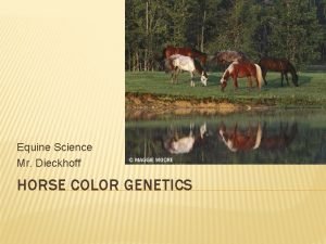 Equine color calculator