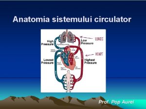Anatomia sistemului circulator Anatomia sistemului circulator