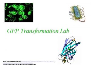 Gfp gene