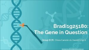 Bradi 1 g 25180 The Gene in Question