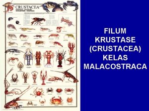 Bagian tubuh kepiting Bagian tubuh kepiting