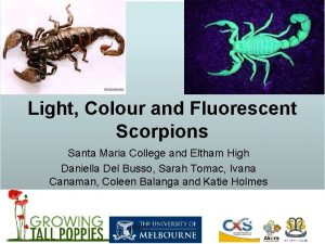 Light Colour and Fluorescent Scorpions Santa Maria College