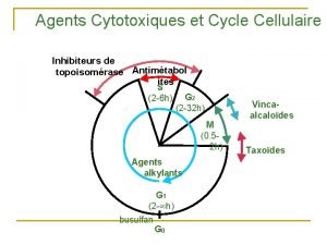 Agents Cytotoxiques et Cycle Cellulaire Inhibiteurs de topoisomrase