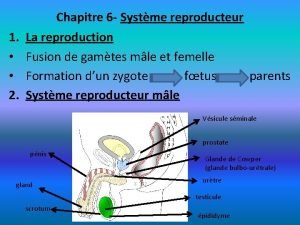 Chapitre 6 Systme reproducteur 1 2 La reproduction