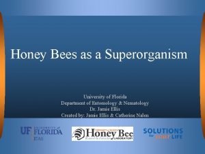 Honey Bees as a Superorganism University of Florida