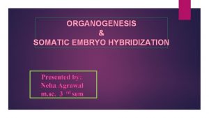Process of somatic embryogenesis