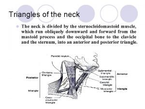 Triangles of the neck l The neck is