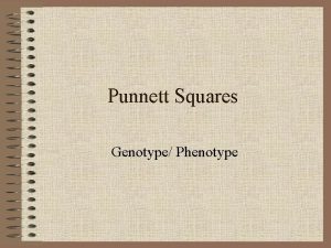 Punnett Squares Genotype Phenotype Punnett Squares Genetics and