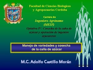 Desarrollo de las hojas