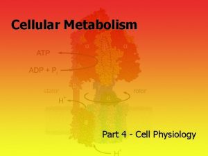 Cellular Metabolism Part 4 Cell Physiology Lecture Outline
