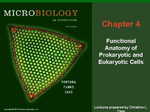 Spirochetes