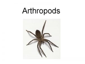 Chelicerates