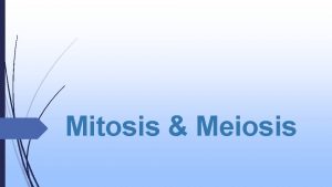 Mitosis Meiosis MITOSIS Mytoesis The process of cell