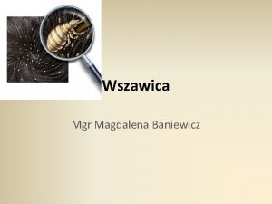 Wszawica Mgr Magdalena Baniewicz WSZY Wszy s niewielkie