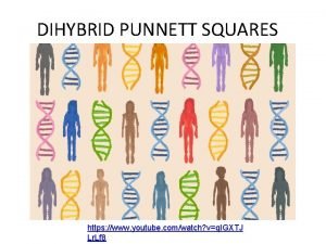 Dihybrid cross tutorial